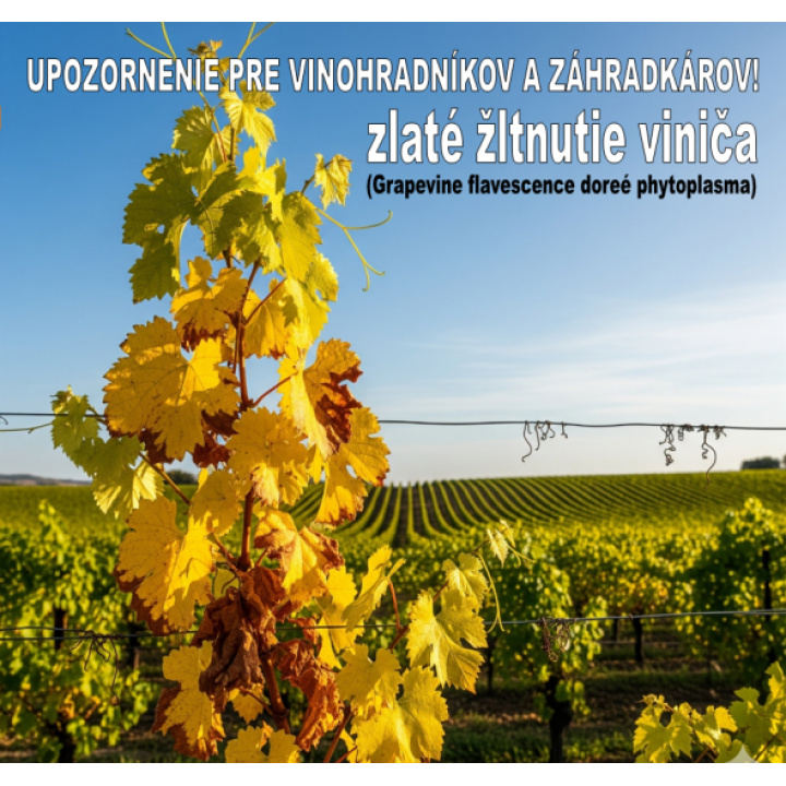 Zlaté žltnutie viniča -karanténna choroba viniča